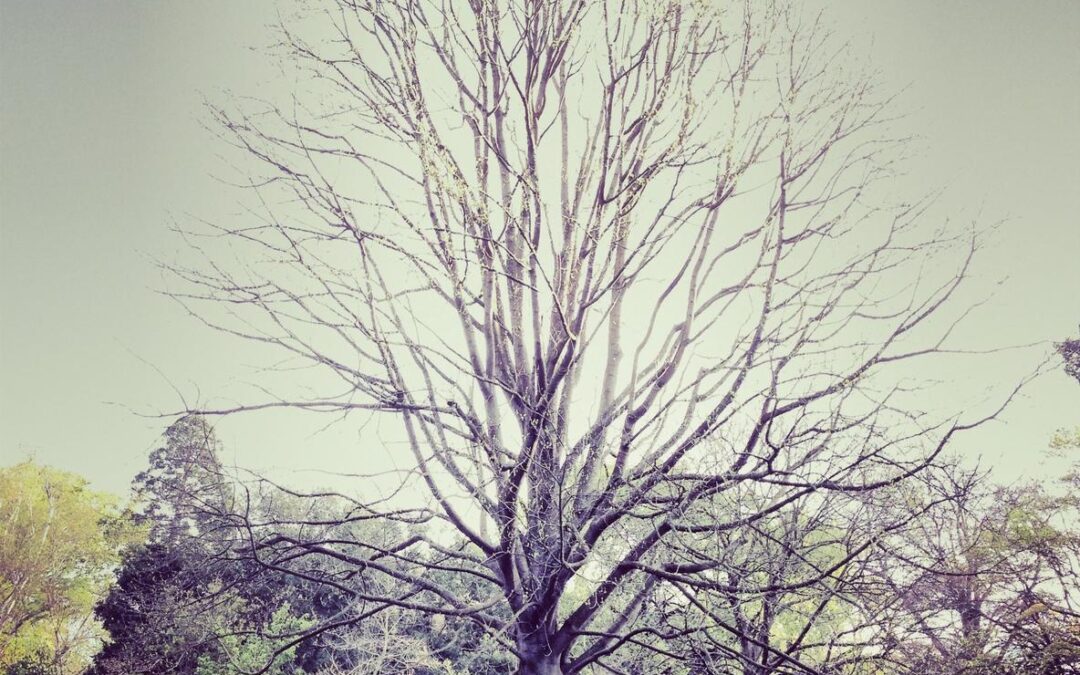 Harum at optio optio culpa pariatur