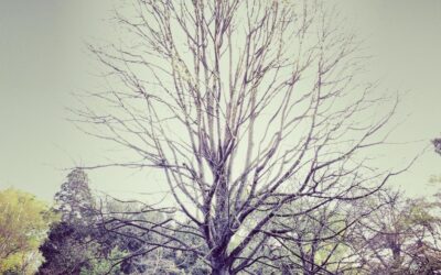 Harum at optio optio culpa pariatur